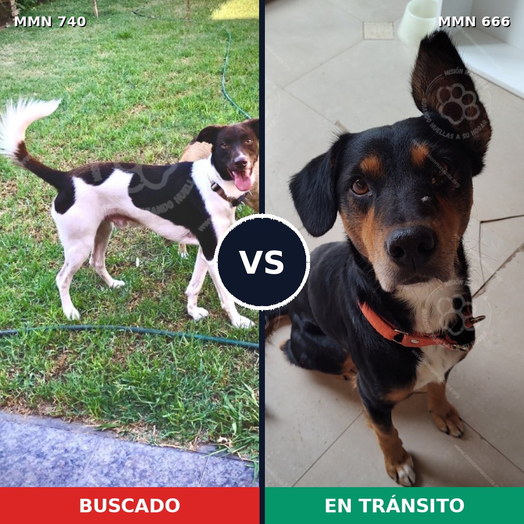 Comparativa MMS 11627: mascota perdida y mascota encontrada, 52% de similitud