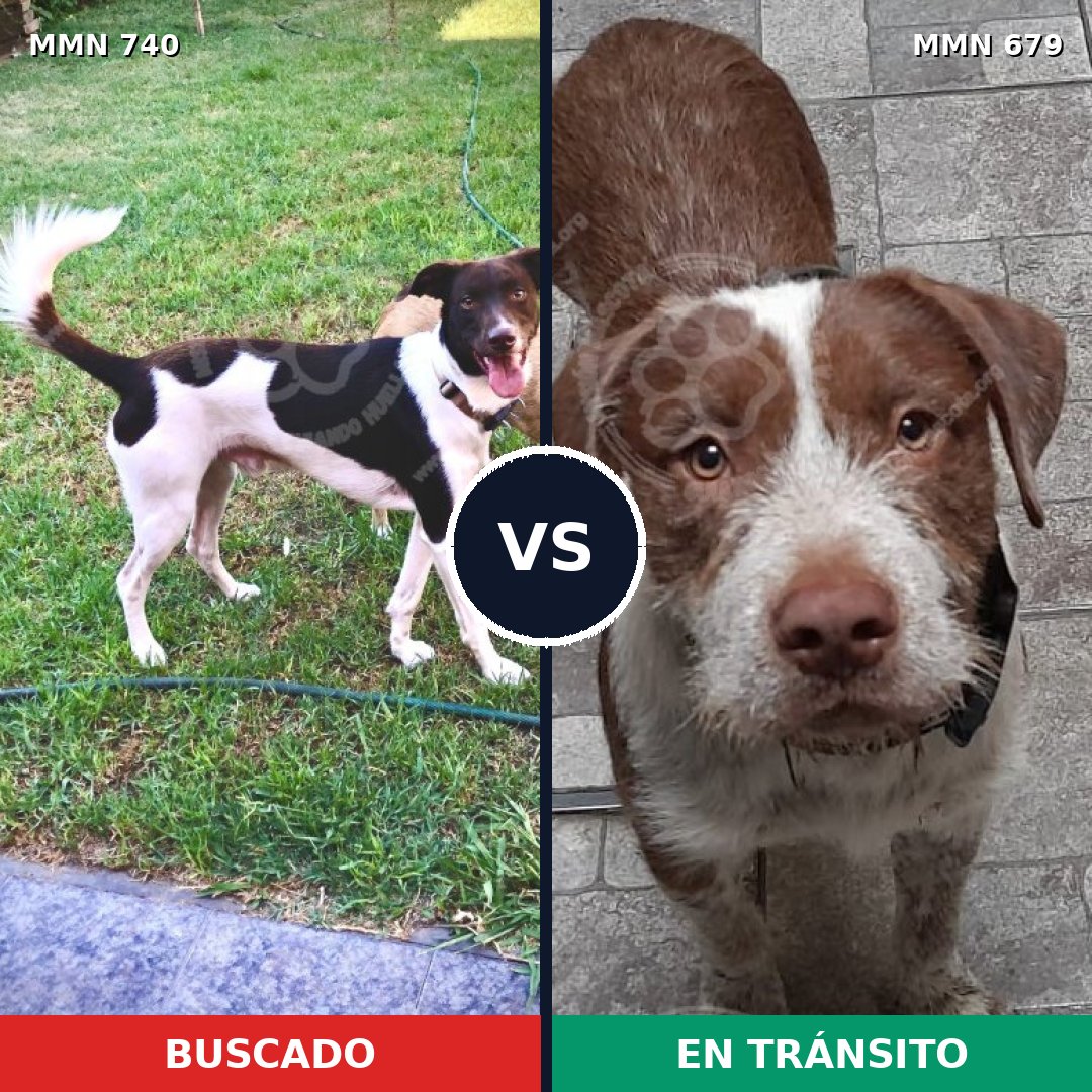 Comparativa MMS 11628: mascota perdida y mascota encontrada, 76% de similitud