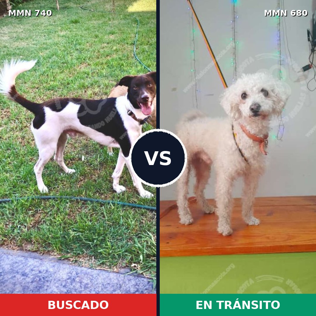 Comparativa MMS 11629: mascota perdida y mascota encontrada, 42% de similitud