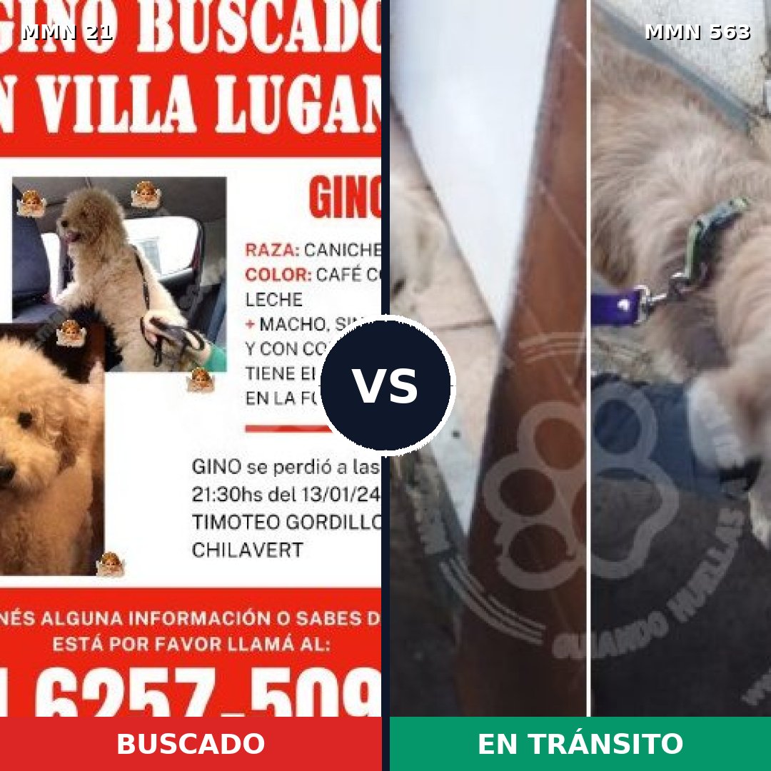Comparativa MMS 1163: mascota perdida y mascota encontrada, 50% de similitud
