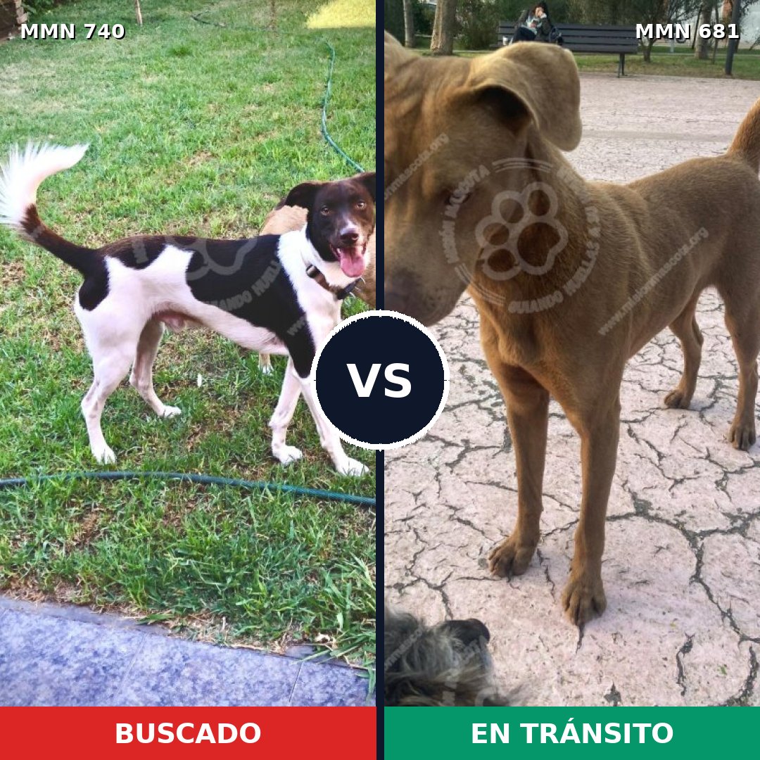 Comparativa MMS 11630: mascota perdida y mascota encontrada, 40% de similitud