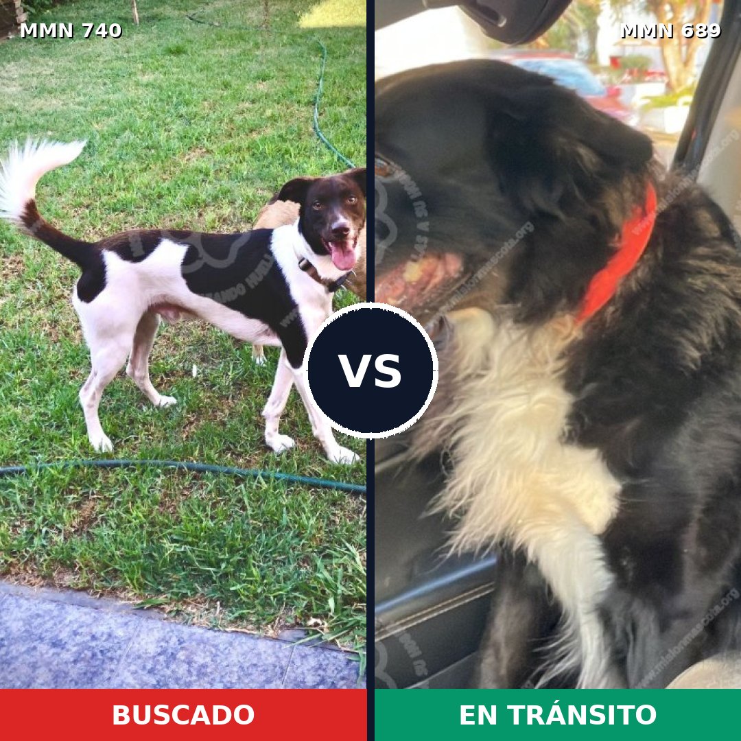 Comparativa MMS 11631: mascota perdida y mascota encontrada, 51% de similitud