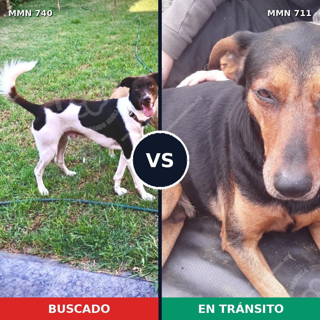 Comparativa MMS 11632: mascota perdida y mascota encontrada, 58% de similitud