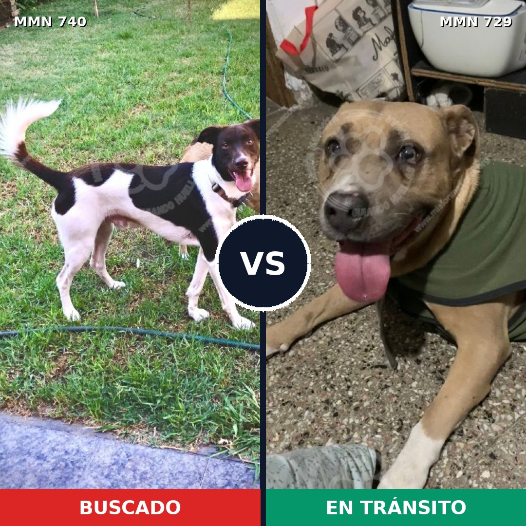 Comparativa MMS 11634: mascota perdida y mascota encontrada, 35% de similitud