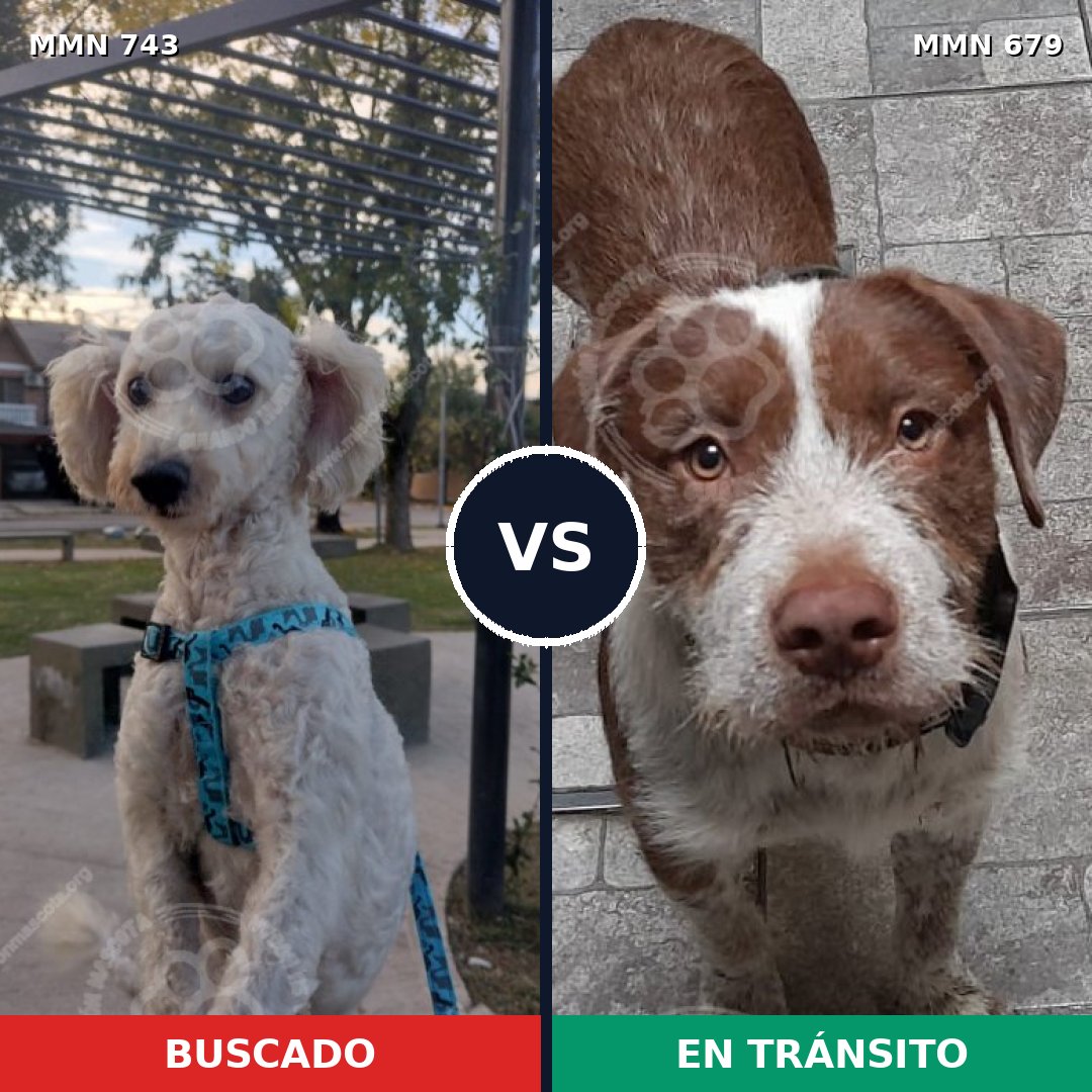 Comparativa MMS 11636: mascota perdida y mascota encontrada, 36% de similitud
