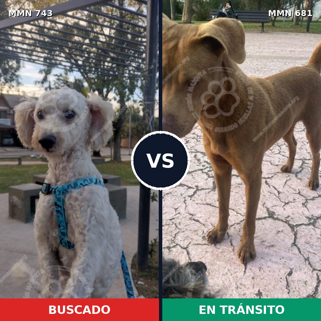 Comparativa MMS 11637: mascota perdida y mascota encontrada, 32% de similitud