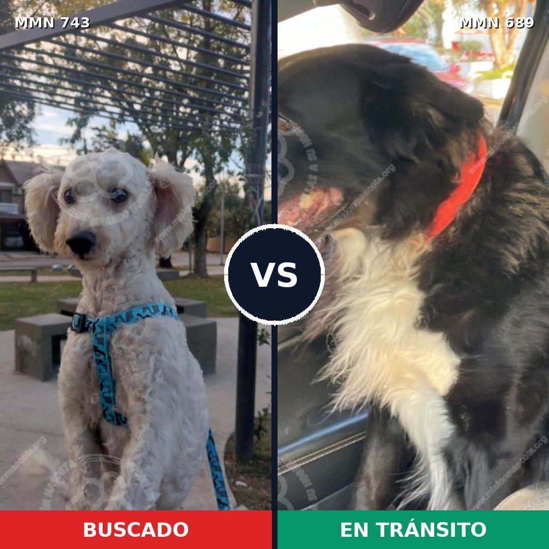 Comparativa MMS 11638: mascota perdida y mascota encontrada, 47% de similitud