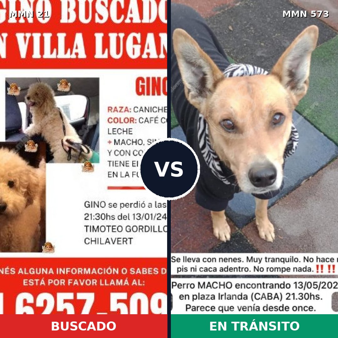 Comparativa MMS 1164: mascota perdida y mascota encontrada, 34% de similitud
