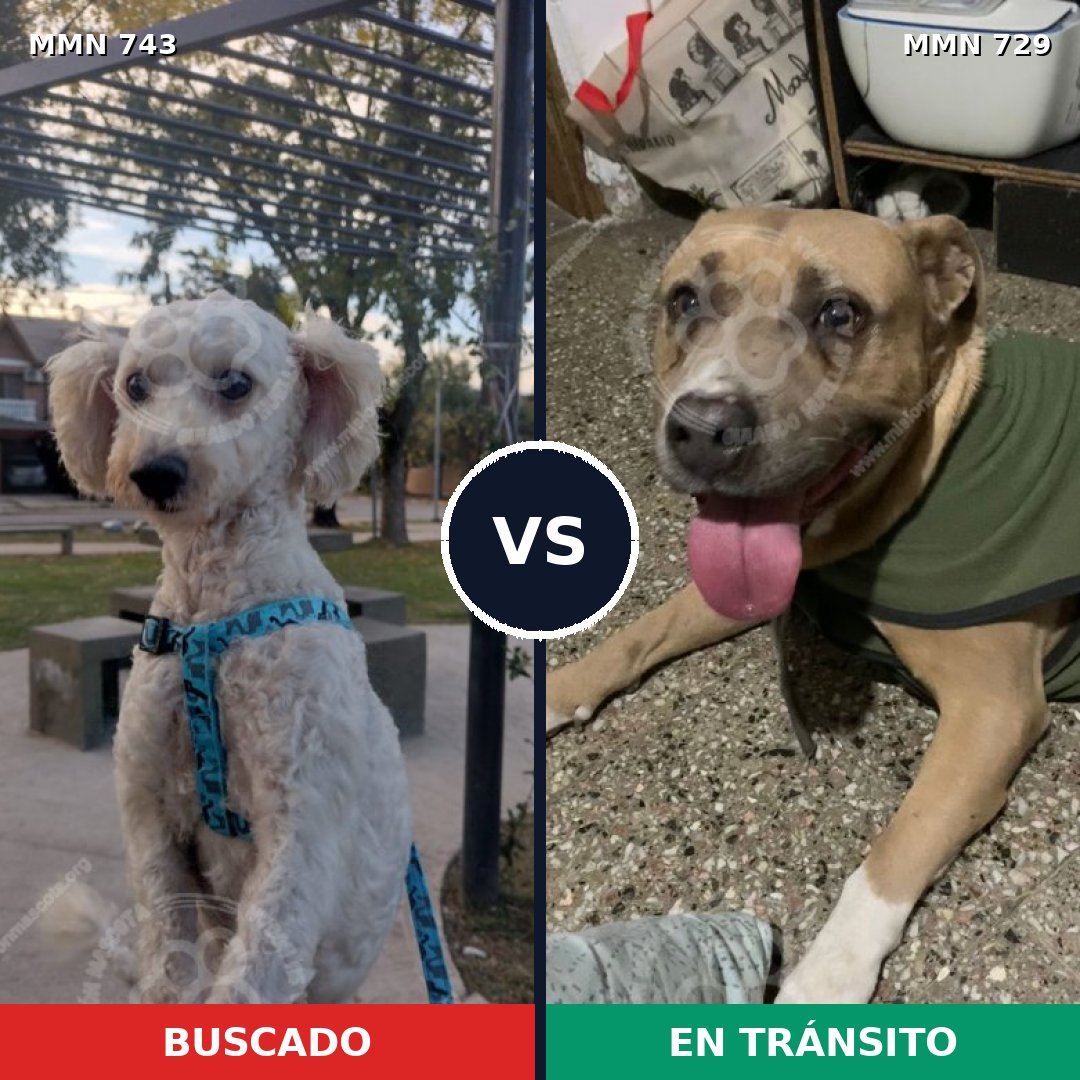 Comparativa MMS 11640: mascota perdida y mascota encontrada, 50% de similitud