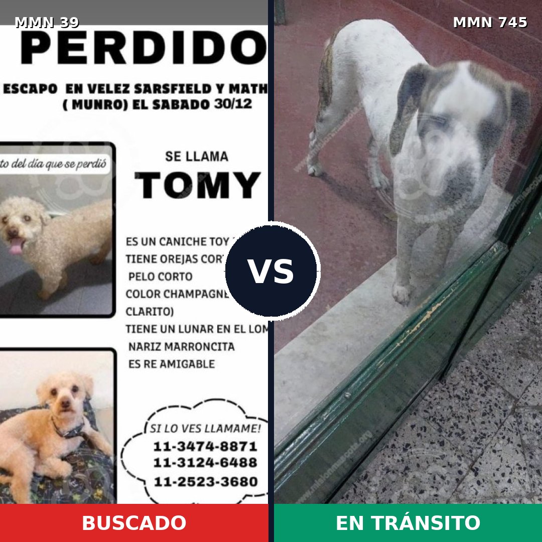 Comparativa MMS 11641: mascota perdida y mascota encontrada, 32% de similitud