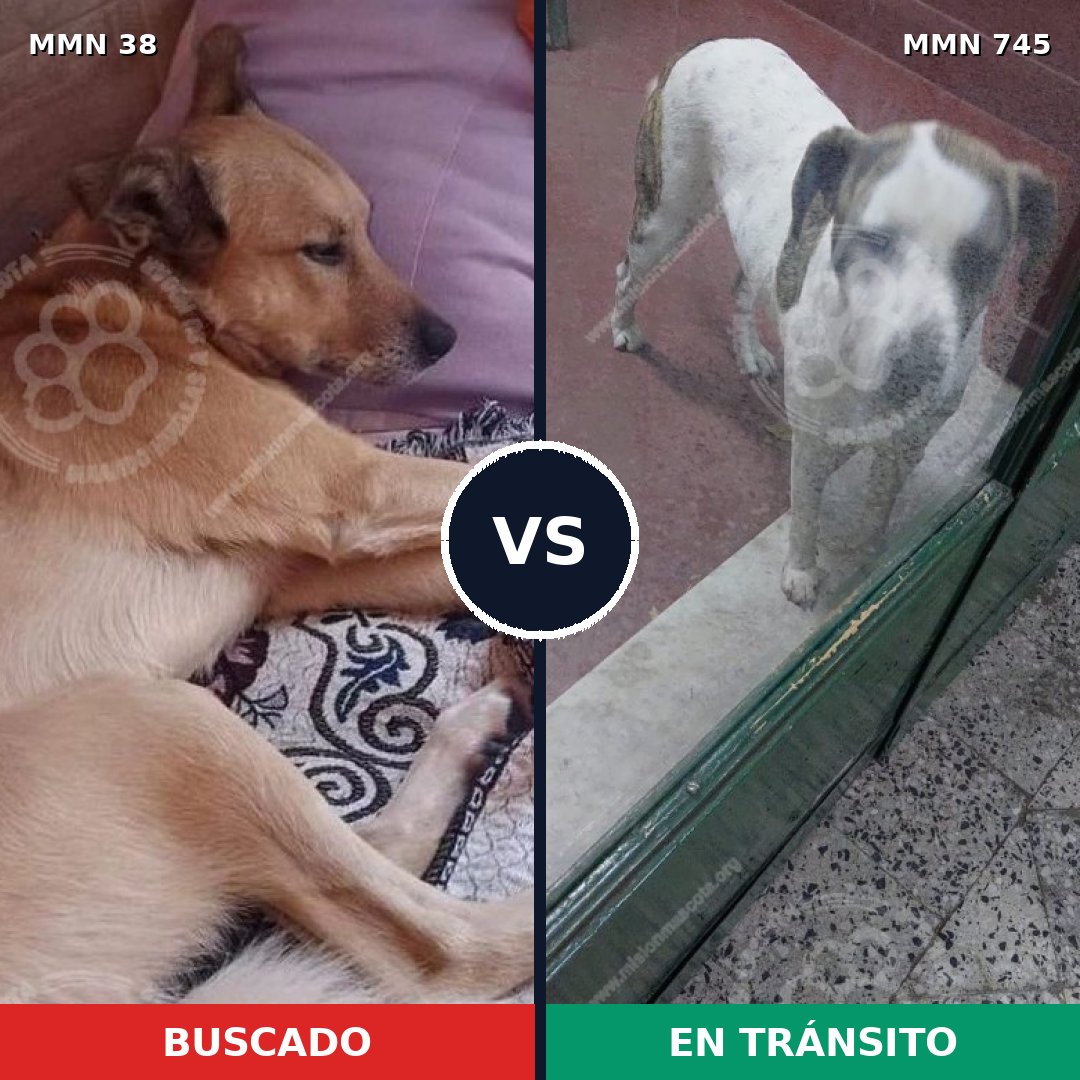 Comparativa MMS 11642: mascota perdida y mascota encontrada, 40% de similitud
