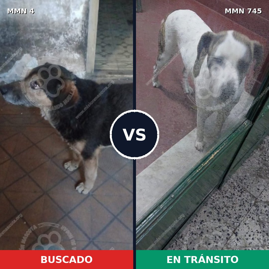 Comparativa MMS 11643: mascota perdida y mascota encontrada, 39% de similitud