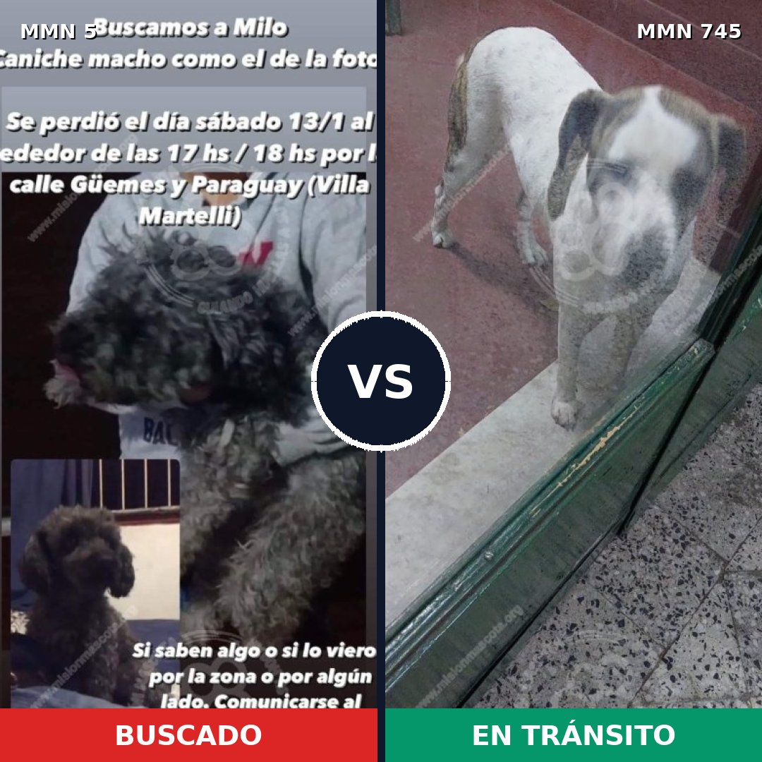 Comparativa MMS 11644: mascota perdida y mascota encontrada, 30% de similitud