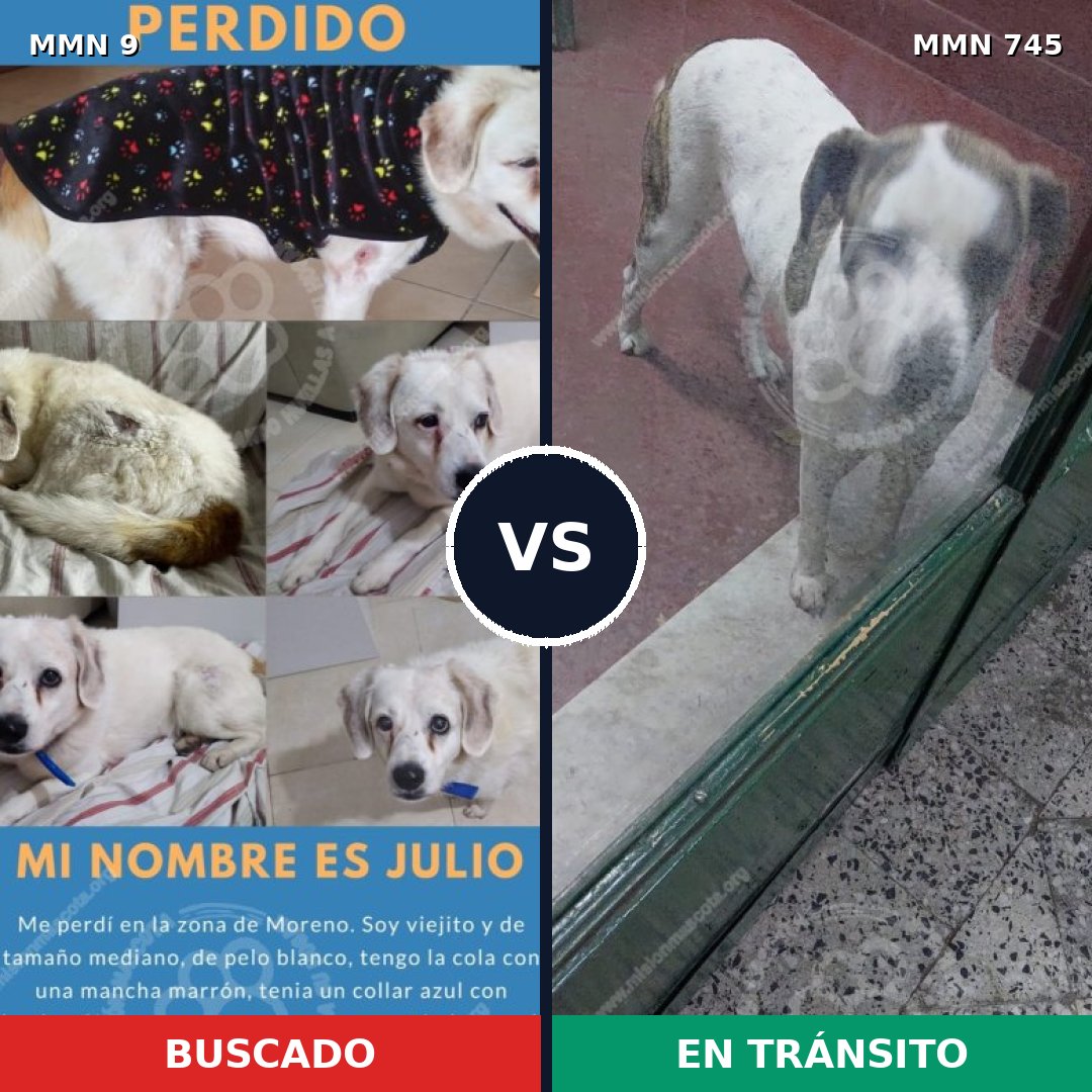 Comparativa MMS 11645: mascota perdida y mascota encontrada, 55% de similitud
