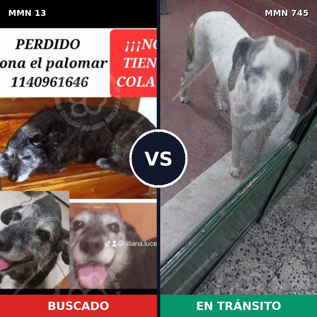 Comparativa MMS 11647: mascota perdida y mascota encontrada, 43% de similitud