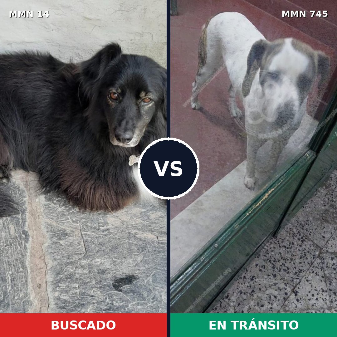 Comparativa MMS 11648: mascota perdida y mascota encontrada, 34% de similitud