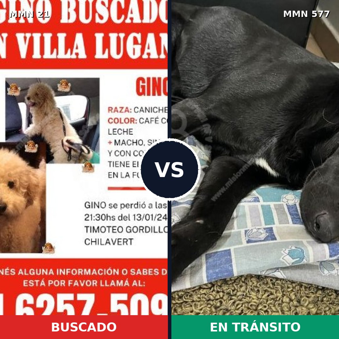 Comparativa MMS 1165: mascota perdida y mascota encontrada, 29% de similitud
