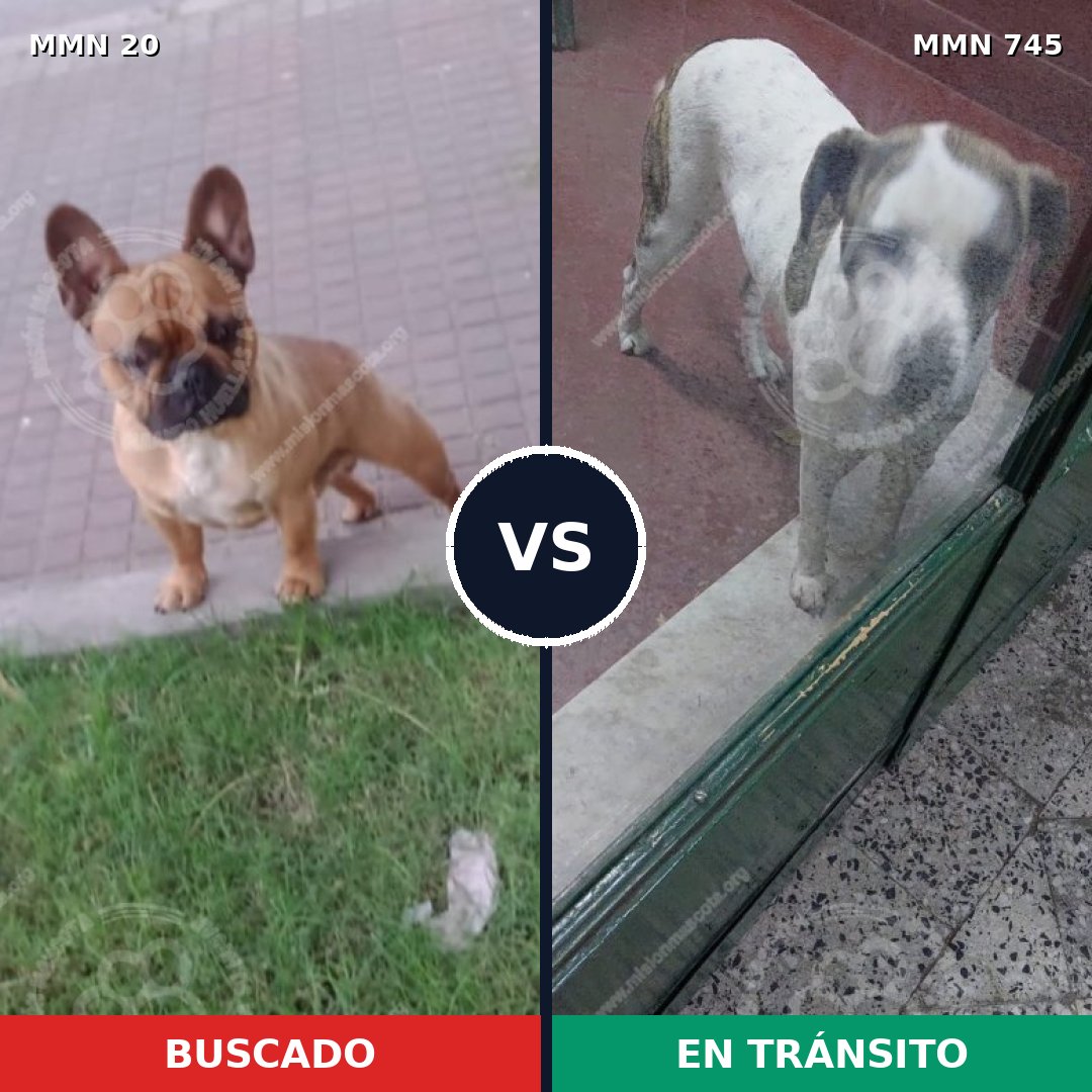 Comparativa MMS 11650: mascota perdida y mascota encontrada, 33% de similitud