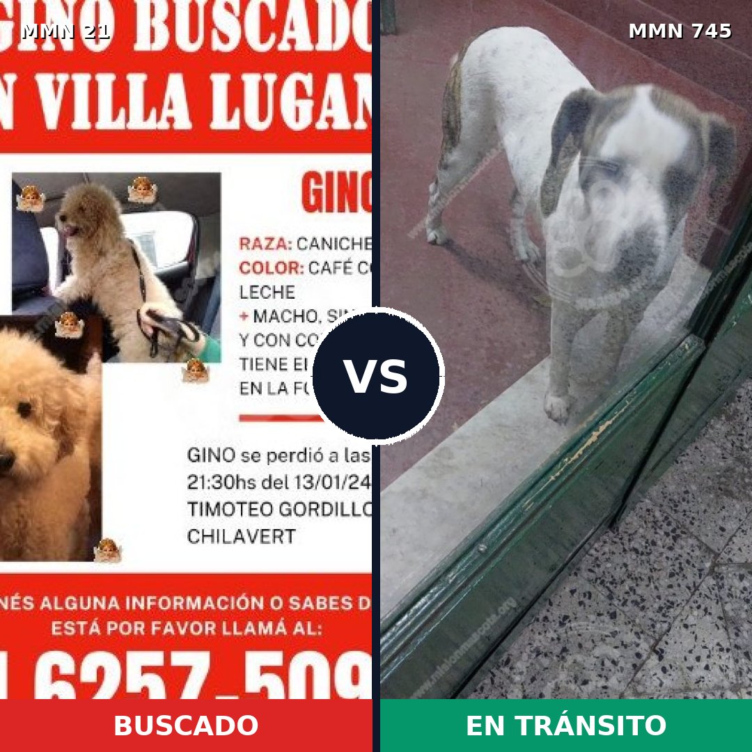 Comparativa MMS 11651: mascota perdida y mascota encontrada, 31% de similitud