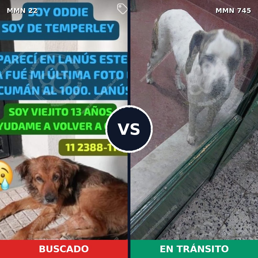 Comparativa MMS 11652: mascota perdida y mascota encontrada, 43% de similitud