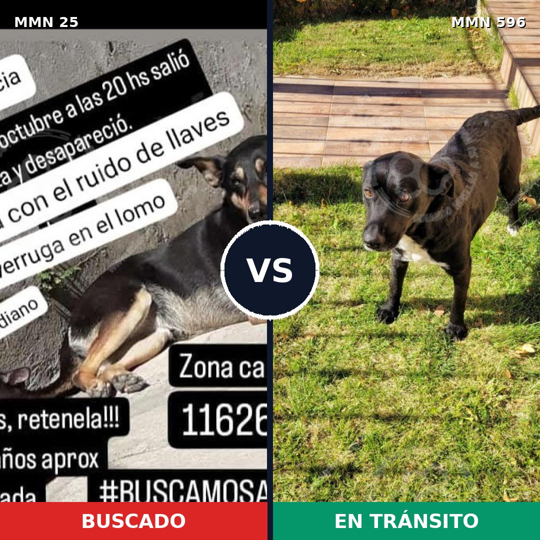 Comparativa MMS 11654: mascota perdida y mascota encontrada, 72% de similitud