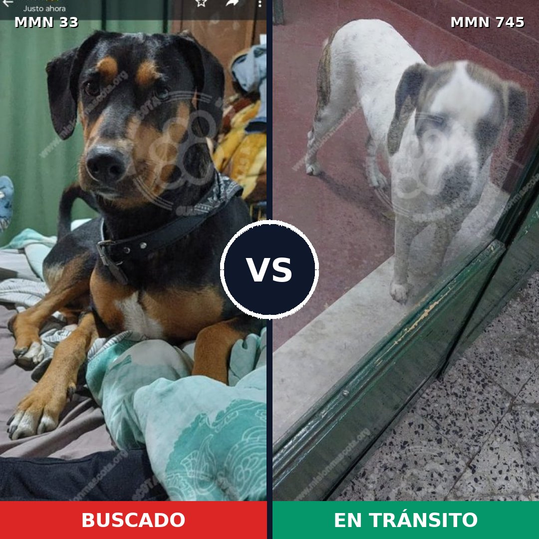 Comparativa MMS 11655: mascota perdida y mascota encontrada, 34% de similitud