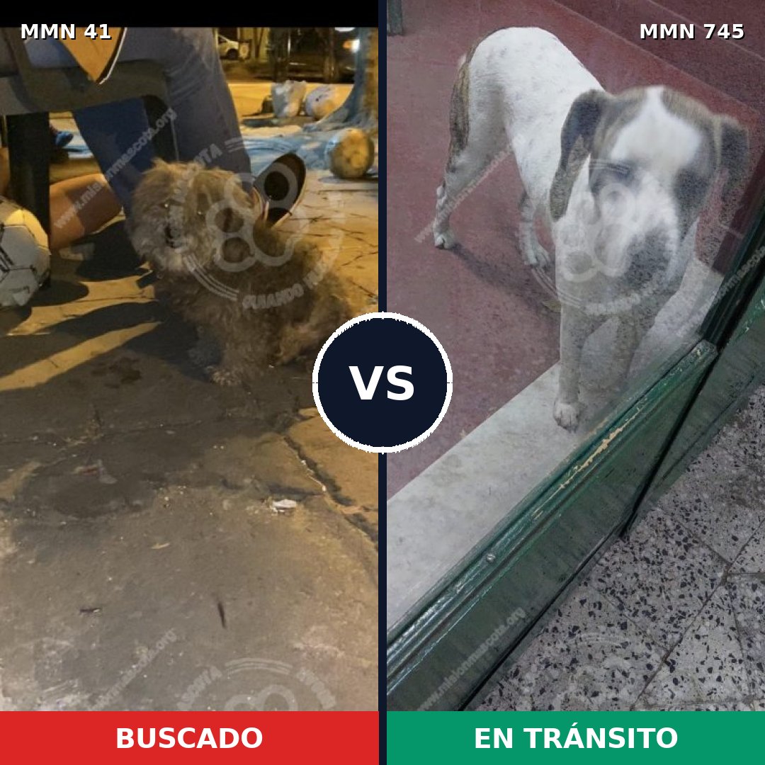 Comparativa MMS 11657: mascota perdida y mascota encontrada, 35% de similitud