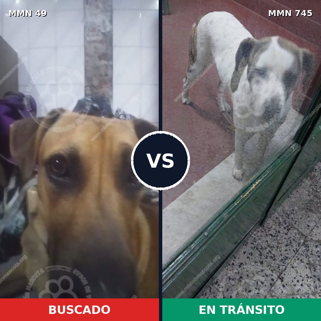 Comparativa MMS 11658: mascota perdida y mascota encontrada, 29% de similitud