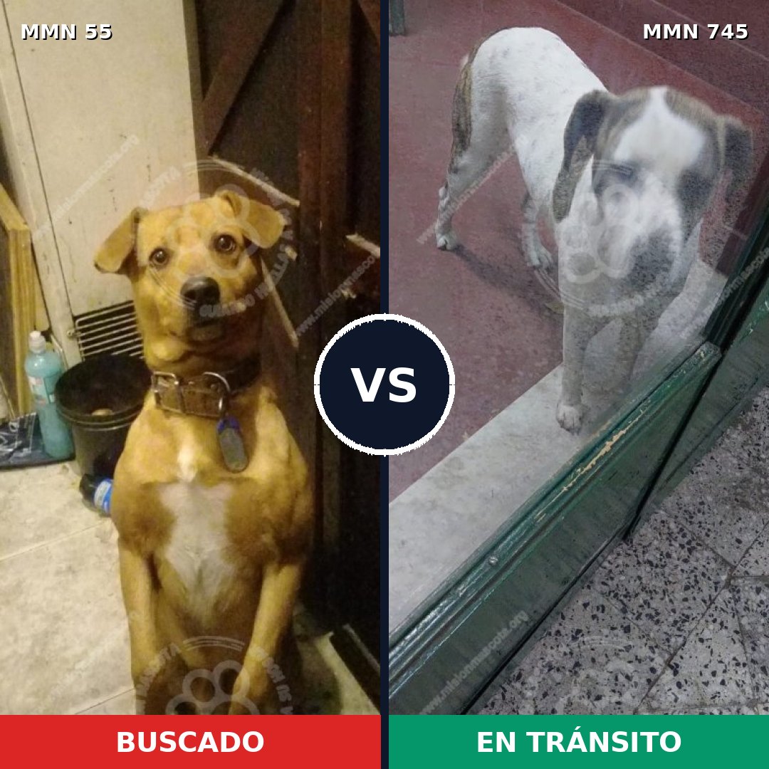 Comparativa MMS 11659: mascota perdida y mascota encontrada, 46% de similitud