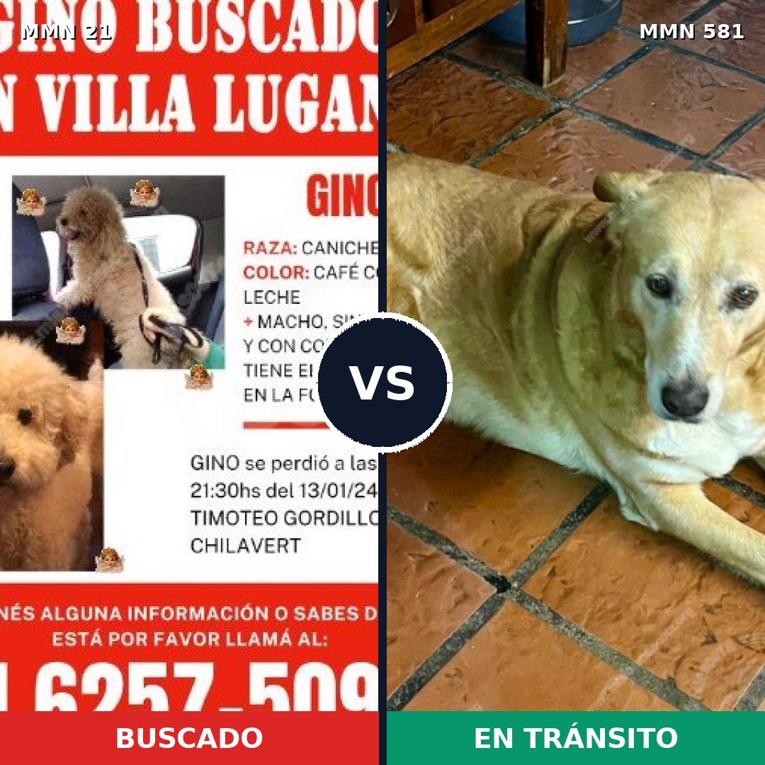 Comparativa MMS 1166: mascota perdida y mascota encontrada, 21% de similitud