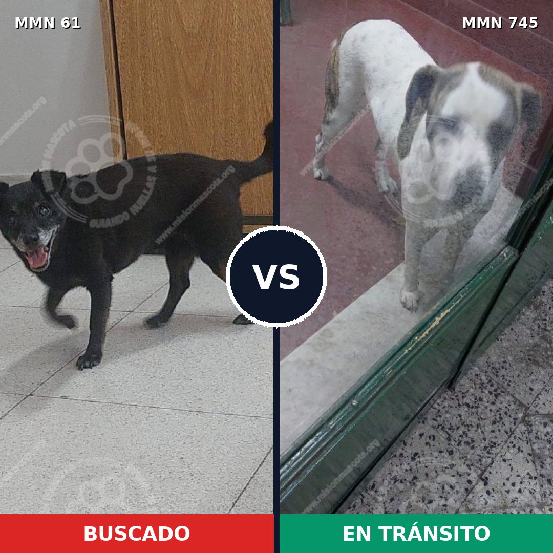 Comparativa MMS 11660: mascota perdida y mascota encontrada, 39% de similitud