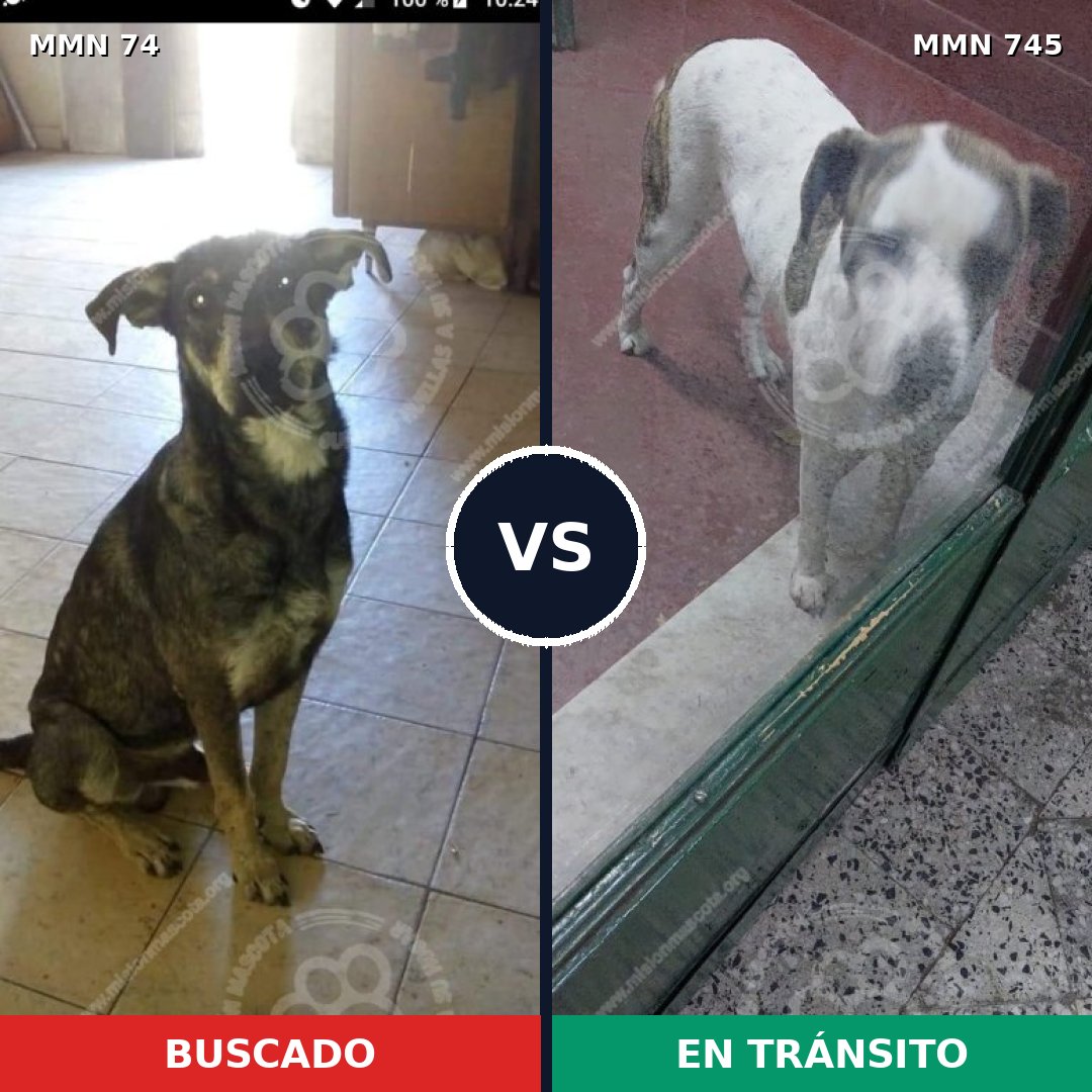Comparativa MMS 11661: mascota perdida y mascota encontrada, 32% de similitud