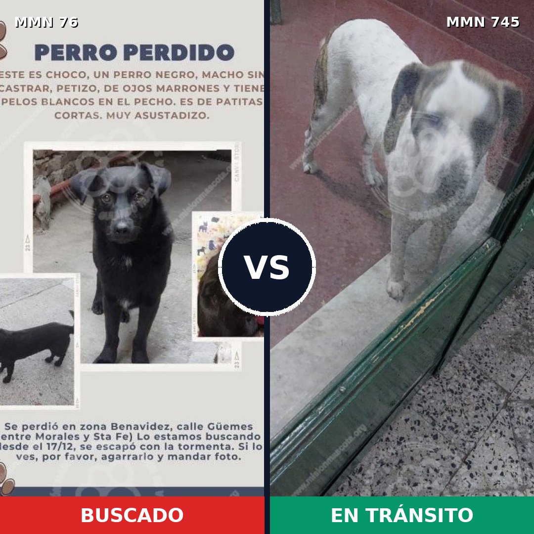 Comparativa MMS 11662: mascota perdida y mascota encontrada, 25% de similitud