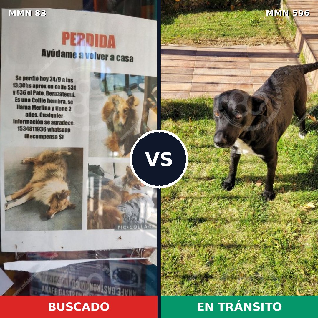 Comparativa MMS 11663: mascota perdida y mascota encontrada, 7% de similitud