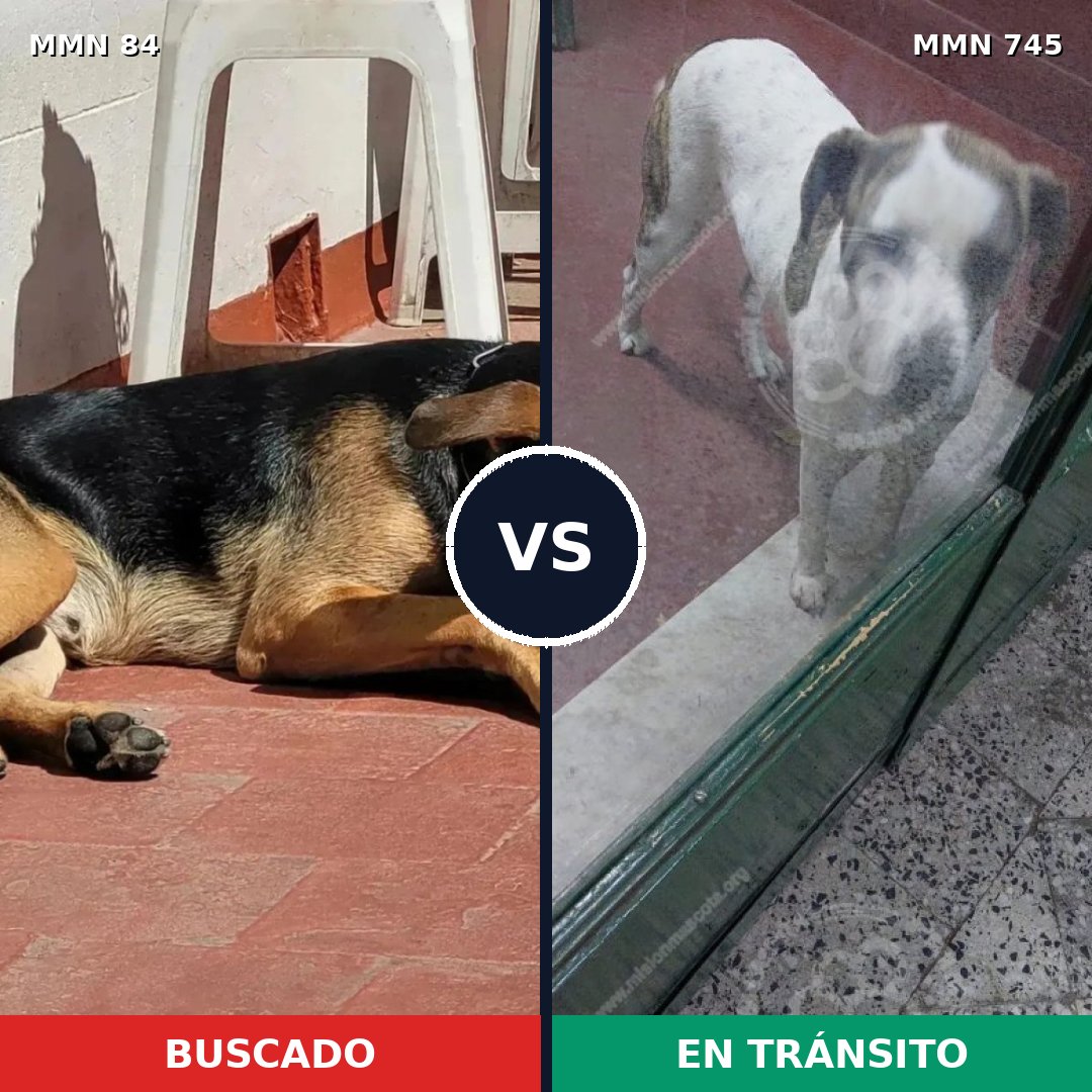 Comparativa MMS 11664: mascota perdida y mascota encontrada, 34% de similitud