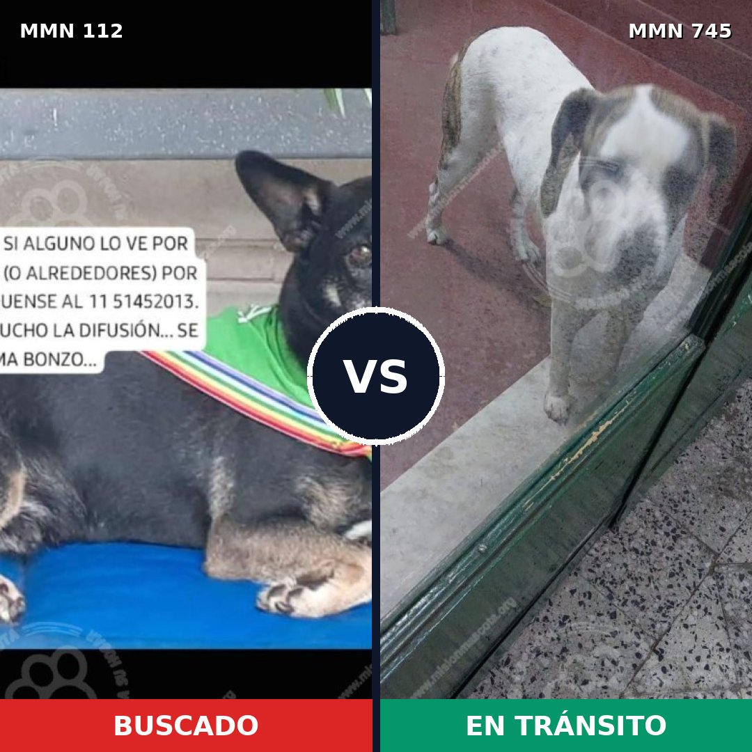 Comparativa MMS 11665: mascota perdida y mascota encontrada, 47% de similitud