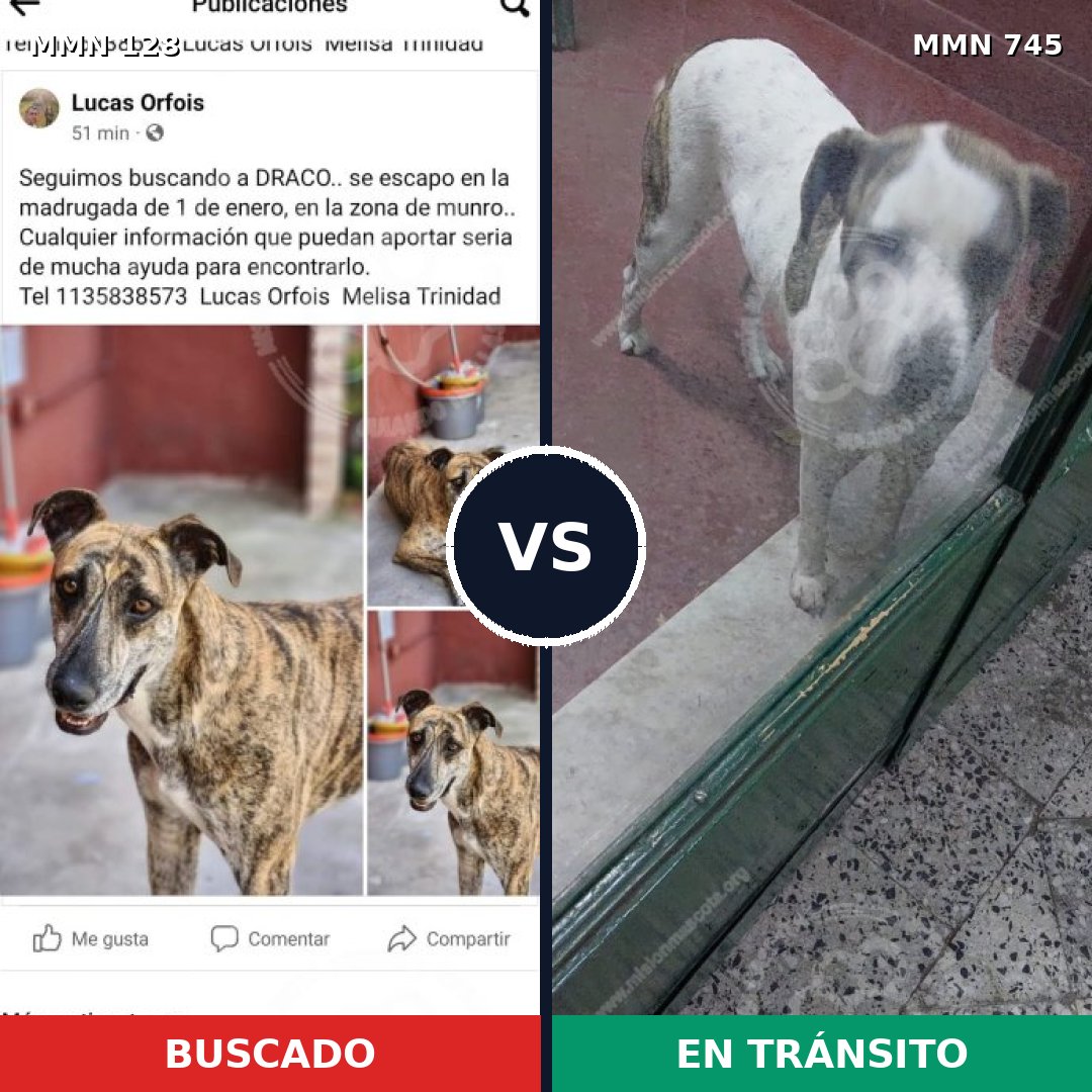 Comparativa MMS 11667: mascota perdida y mascota encontrada, 7% de similitud