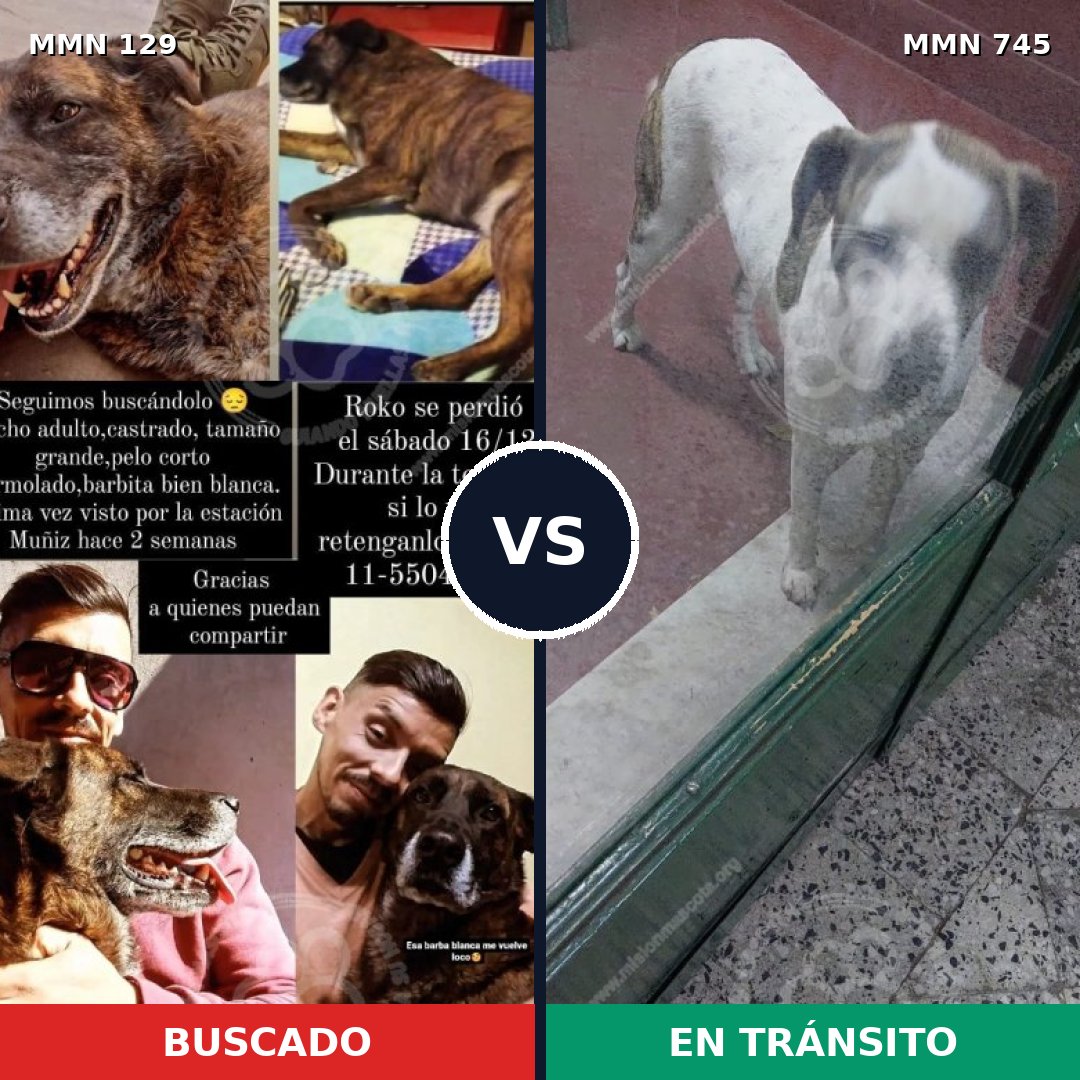 Comparativa MMS 11668: mascota perdida y mascota encontrada, 11% de similitud