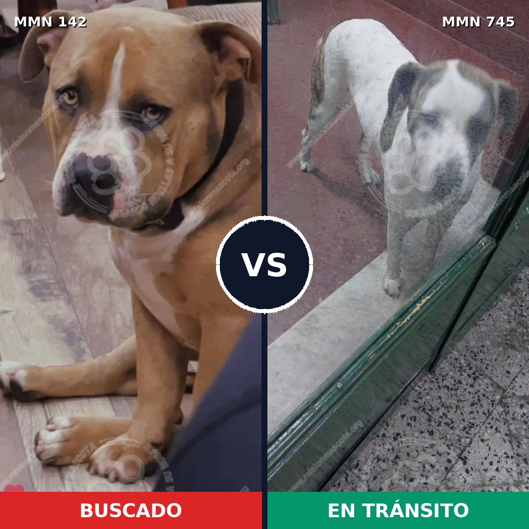 Comparativa MMS 11669: mascota perdida y mascota encontrada, 20% de similitud