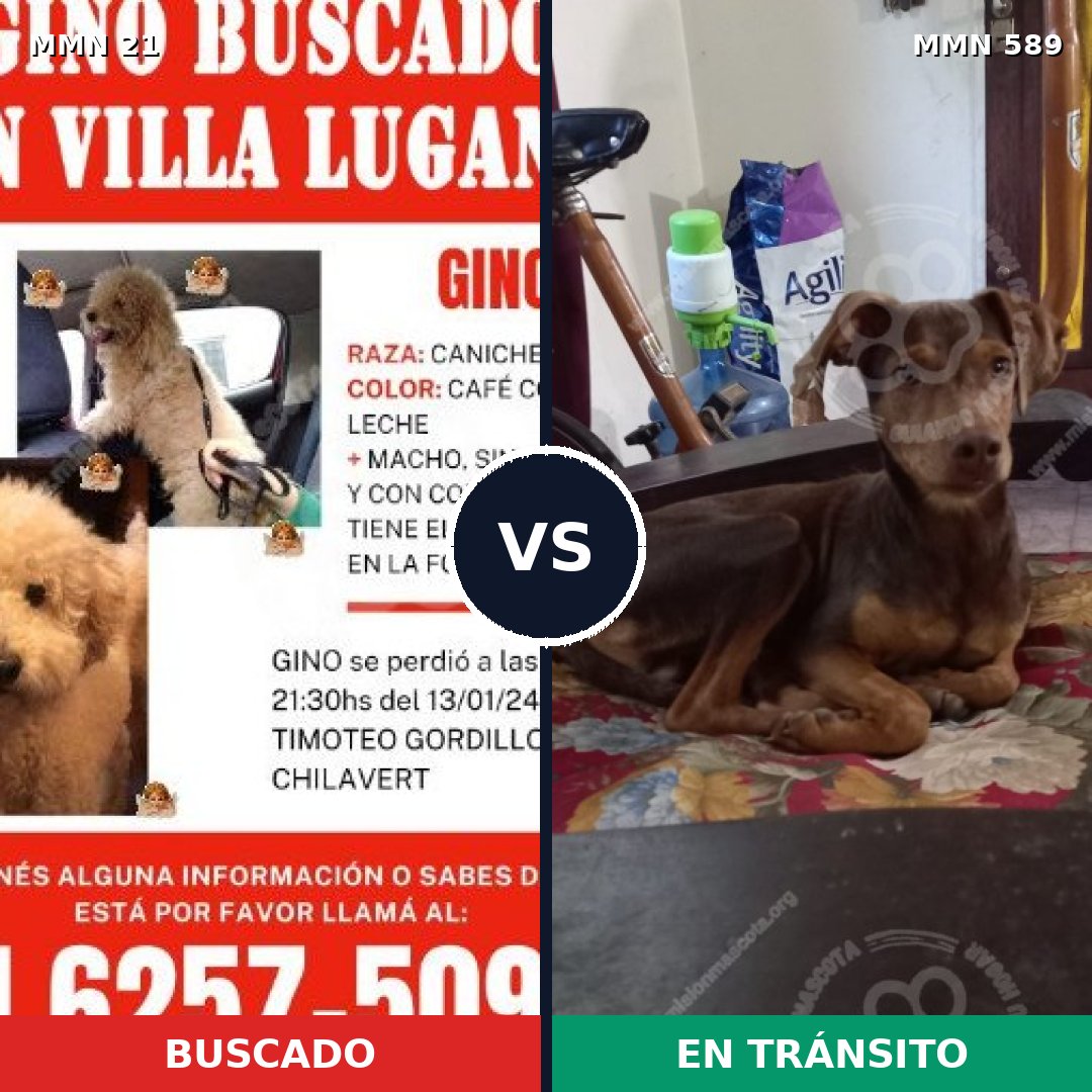 Comparativa MMS 1167: mascota perdida y mascota encontrada, 42% de similitud