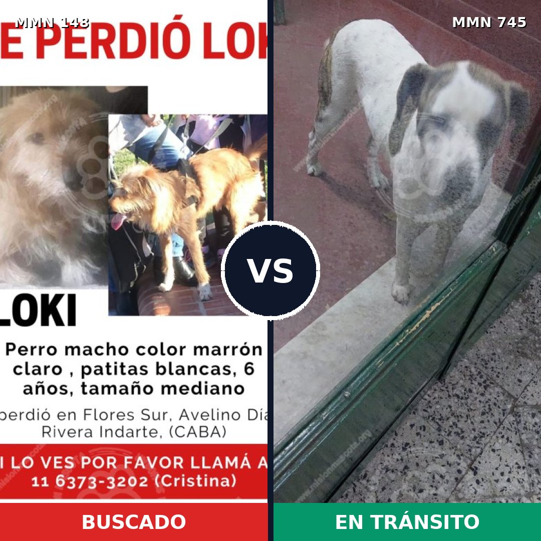 Comparativa MMS 11670: mascota perdida y mascota encontrada, 54% de similitud