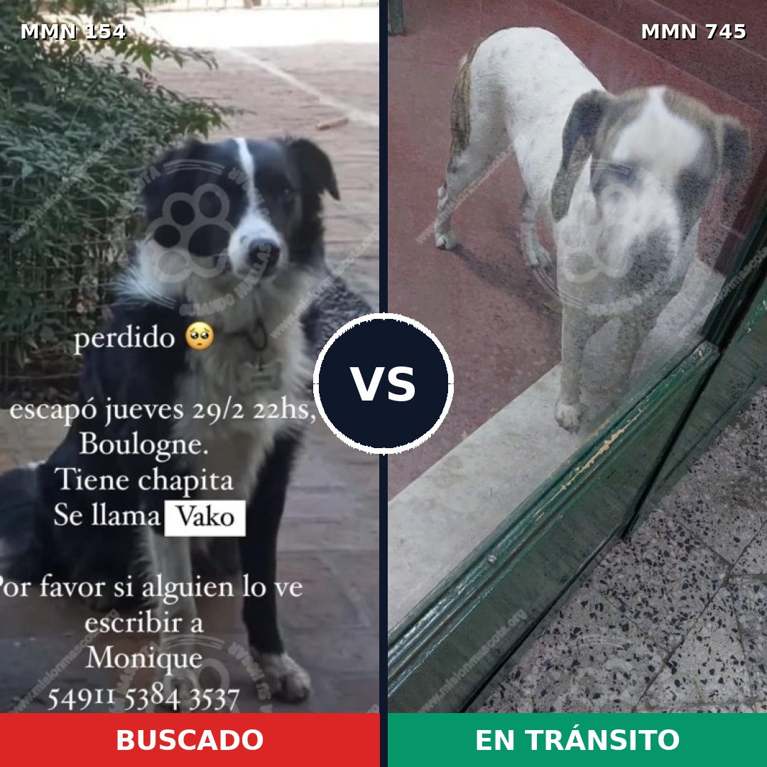Comparativa MMS 11671: mascota perdida y mascota encontrada, 55% de similitud