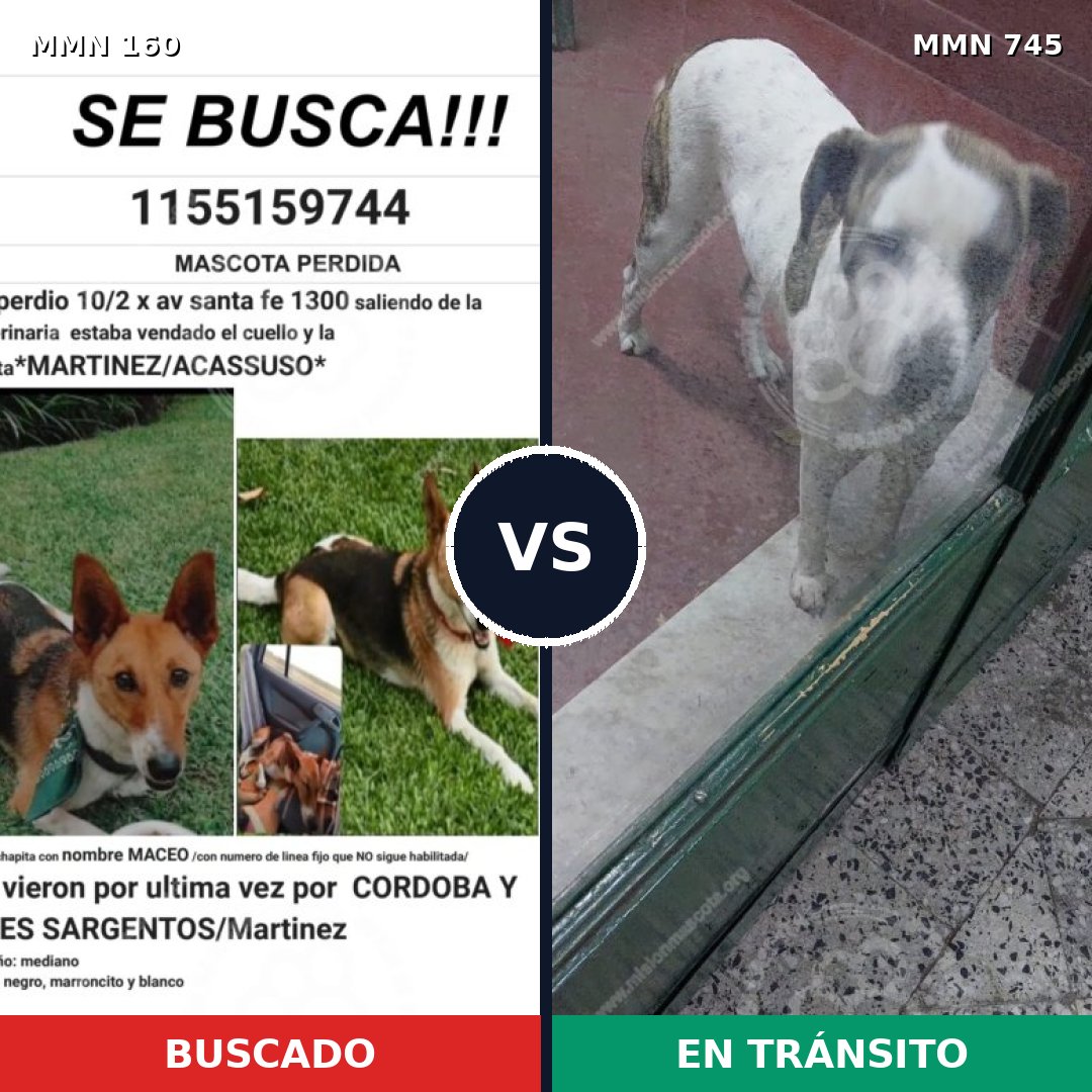 Comparativa MMS 11672: mascota perdida y mascota encontrada, 46% de similitud