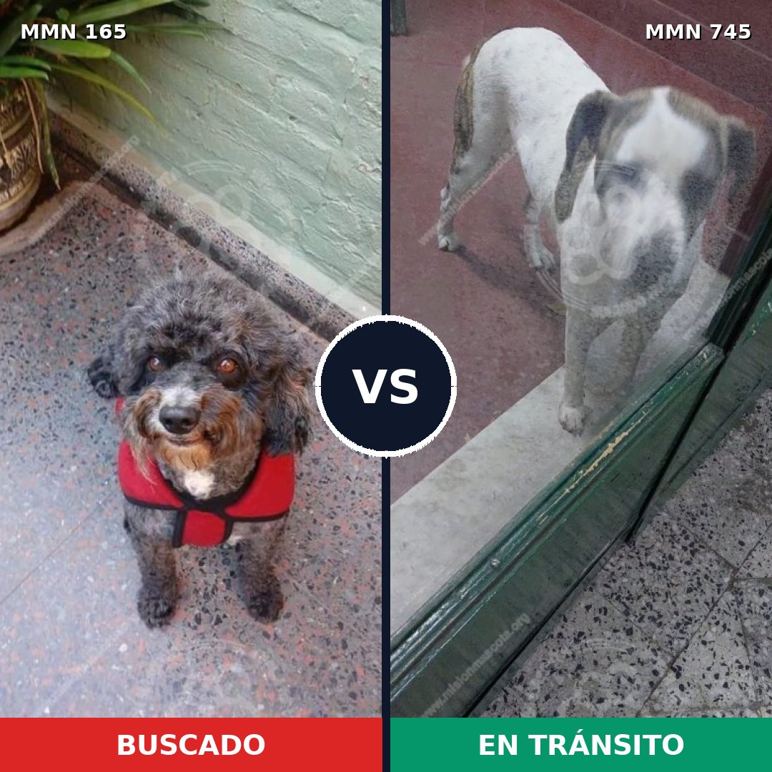 Comparativa MMS 11674: mascota perdida y mascota encontrada, 25% de similitud
