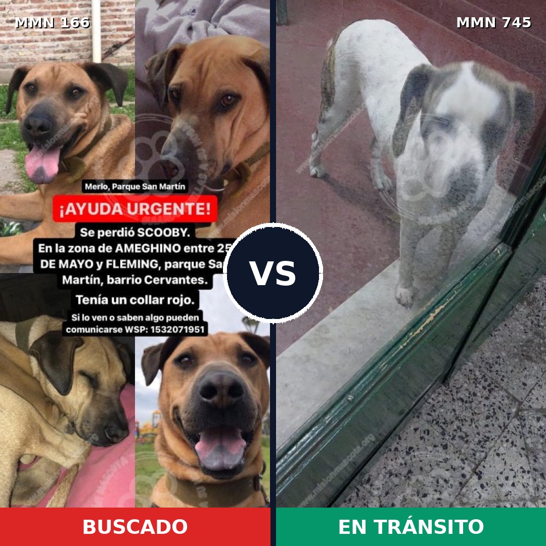 Comparativa MMS 11675: mascota perdida y mascota encontrada, 23% de similitud