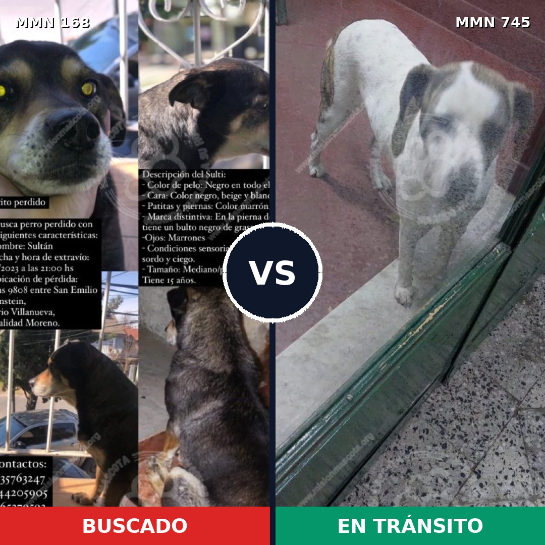 Comparativa MMS 11677: mascota perdida y mascota encontrada, 54% de similitud