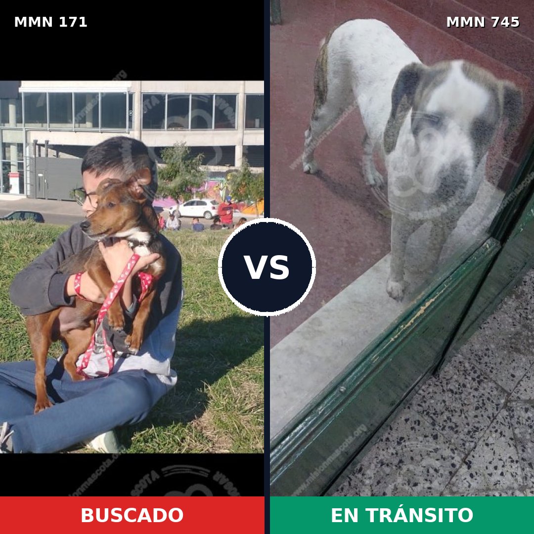 Comparativa MMS 11678: mascota perdida y mascota encontrada, 60% de similitud