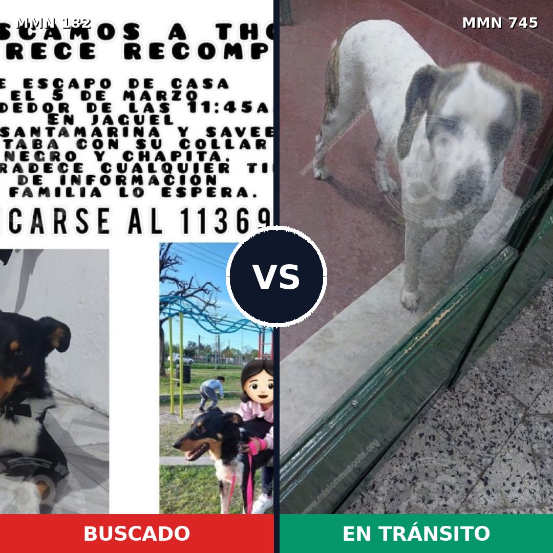 Comparativa MMS 11679: mascota perdida y mascota encontrada, 54% de similitud