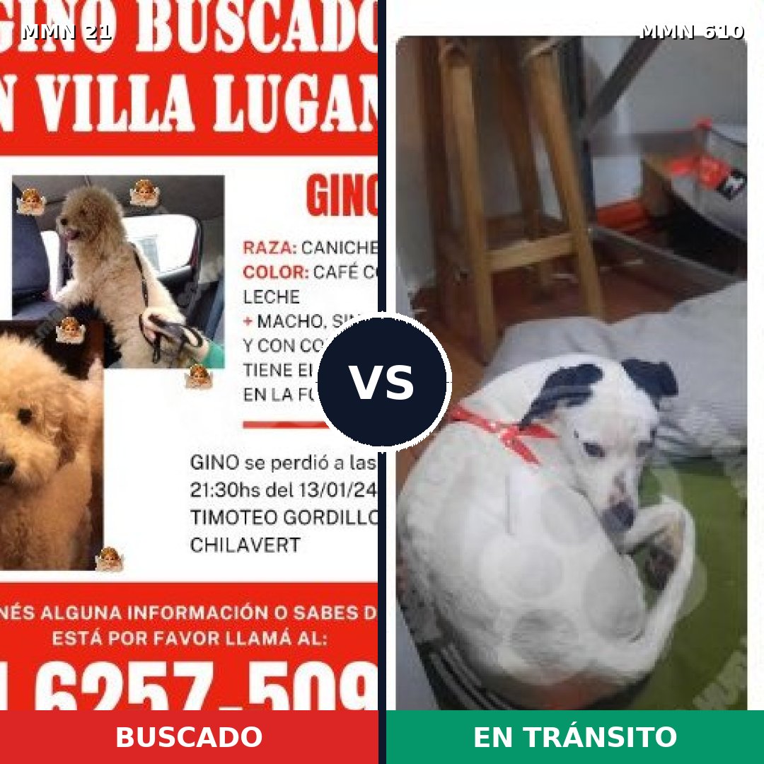Comparativa MMS 1168: mascota perdida y mascota encontrada, 32% de similitud