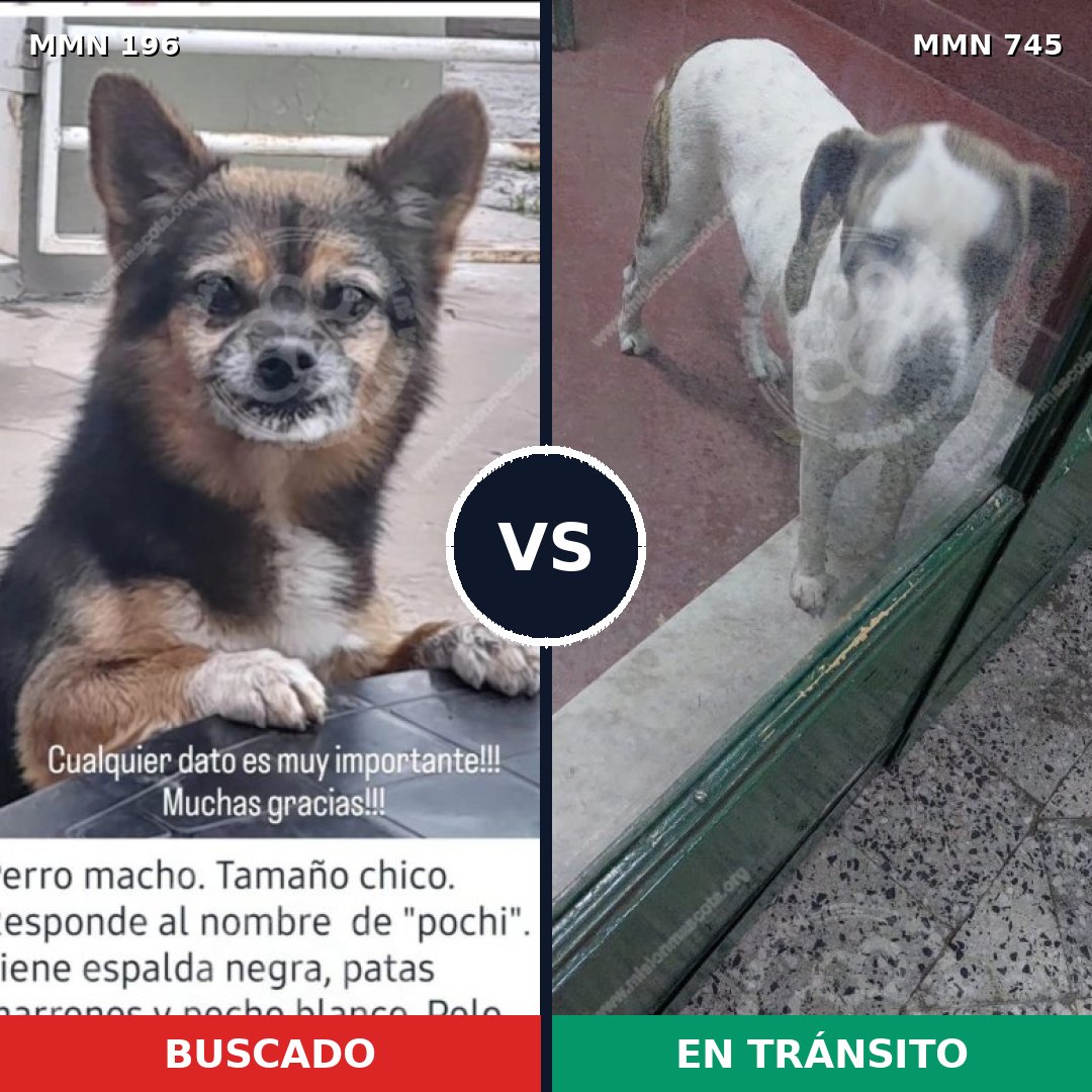 Comparativa MMS 11680: mascota perdida y mascota encontrada, 5% de similitud